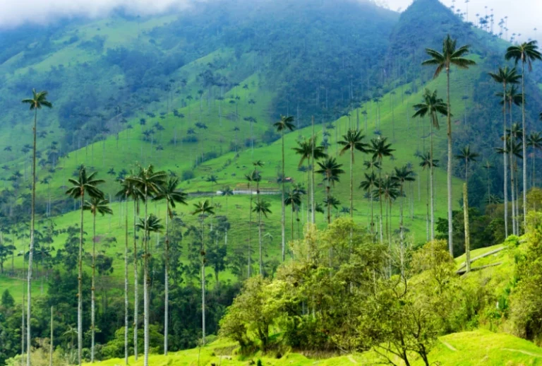 Café, Medellín y Cartagena