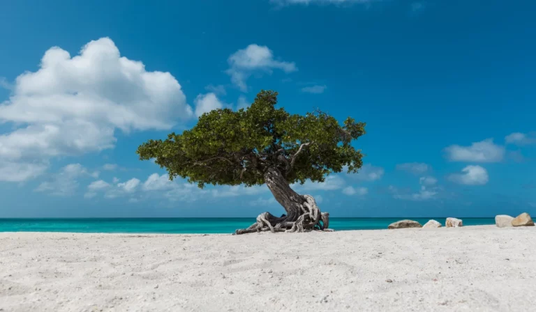 ¿Cuándo viajar a aruba? El mejor momento para escaparte al paraíso