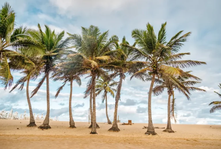 Paquete a Imbassaí desde Rosario