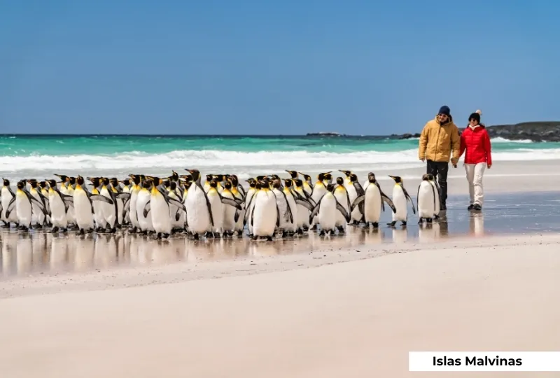 Crucero Antártida & Islas Malvinas - Imagen 15